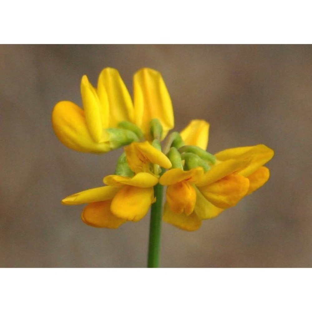 coronilla juncea l.