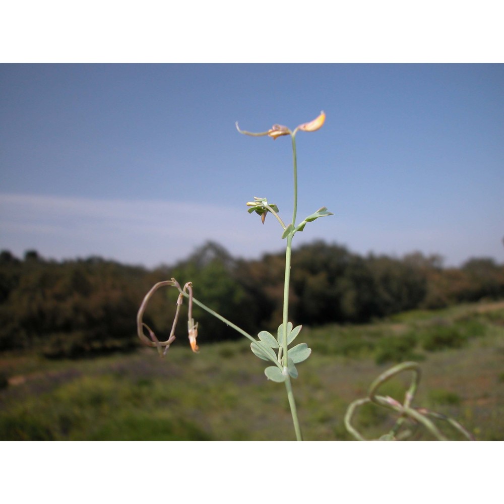 coronilla repanda (poir.) guss.