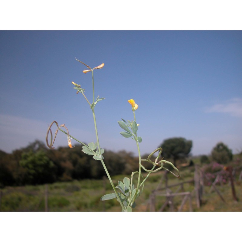 coronilla repanda (poir.) guss.