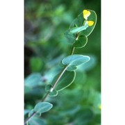 coronilla scorpioides (l.) koch