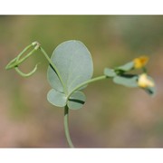 coronilla scorpioides (l.) koch