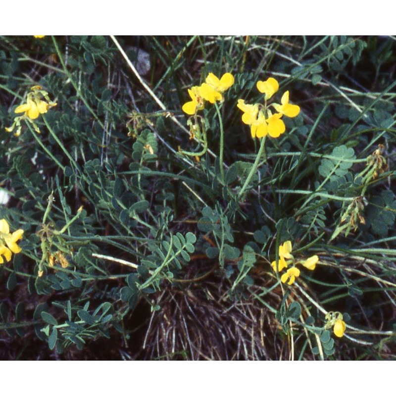 coronilla vaginalis lam.