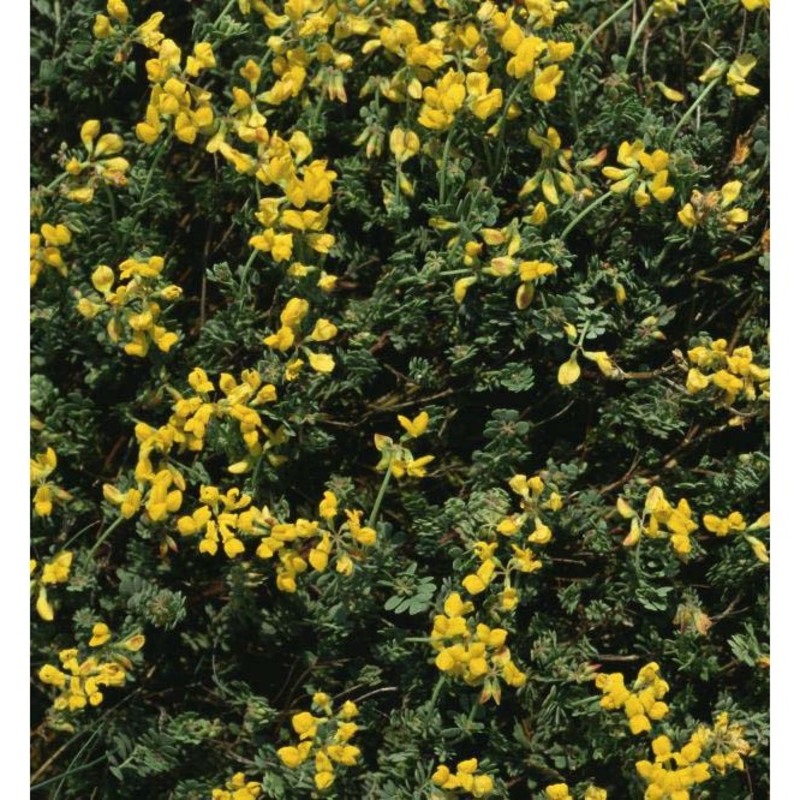 coronilla vaginalis lam.