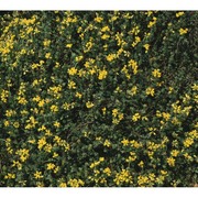 coronilla vaginalis lam.