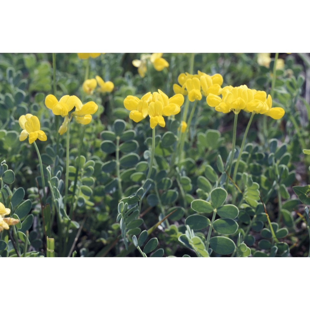 coronilla vaginalis lam.