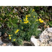 coronilla valentina l.