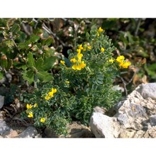 coronilla valentina l.