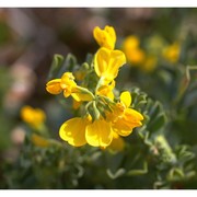 coronilla valentina l.