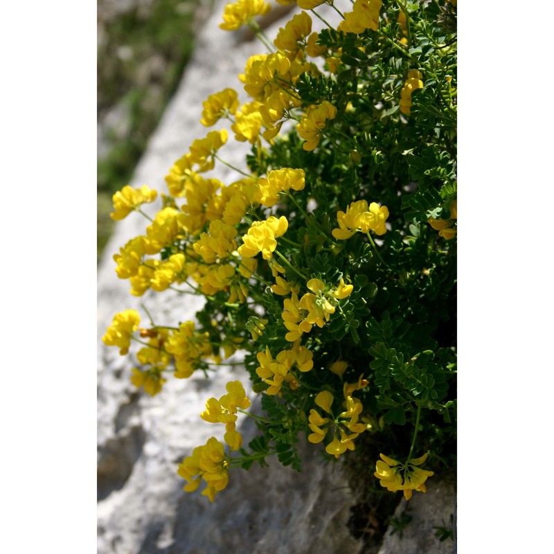 coronilla valentina l.