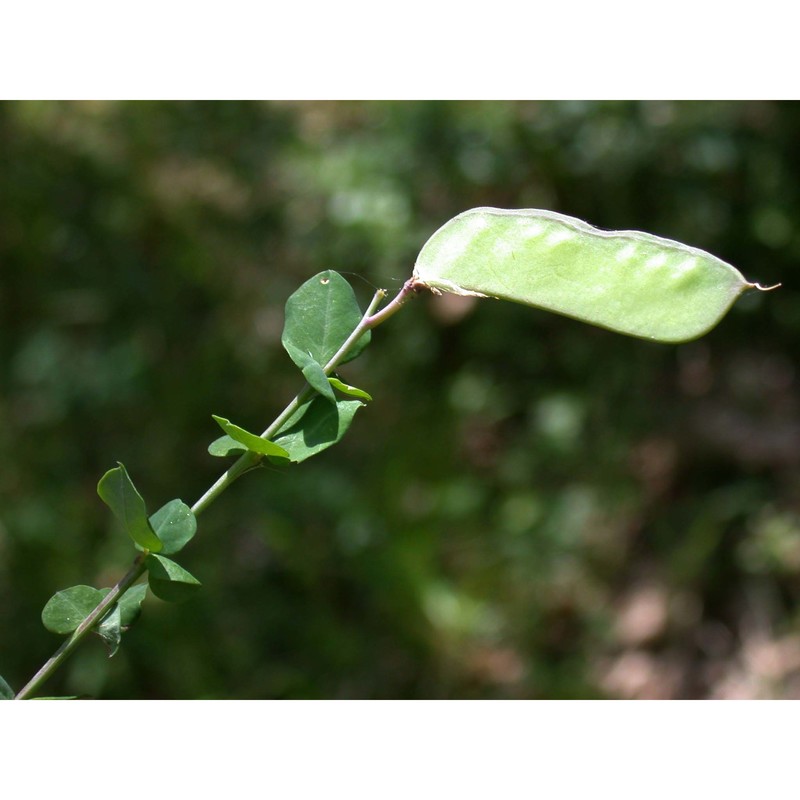 cytisophyllum sessilifolium (l.) o. lang