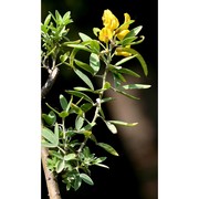 cytisus aeolicus guss.