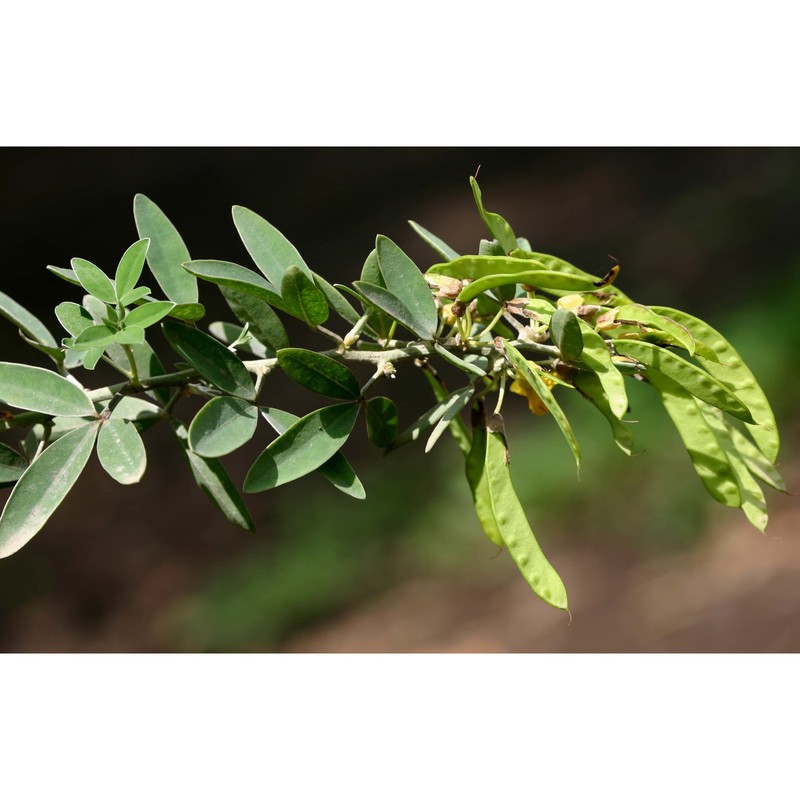 cytisus aeolicus guss.