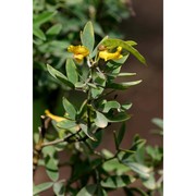 cytisus aeolicus guss.