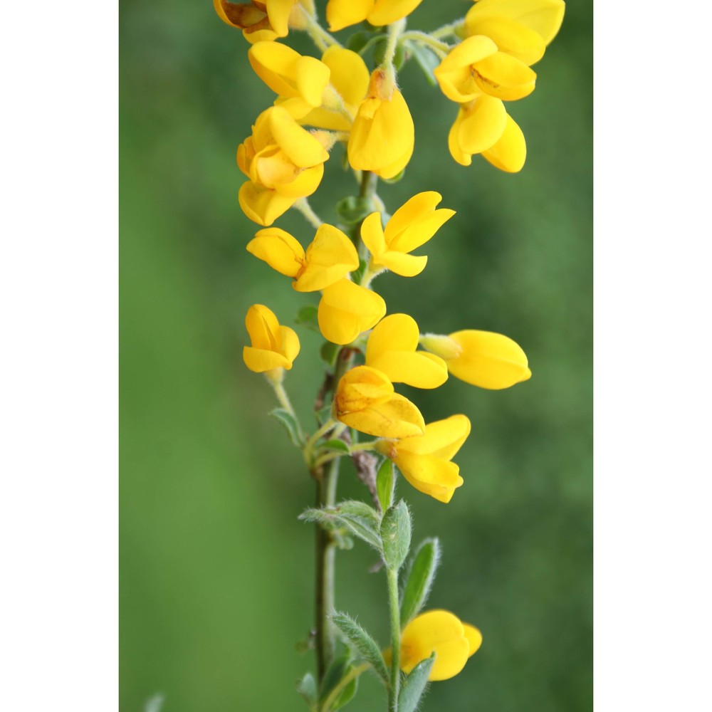 cytisus decumbens (durande) spach