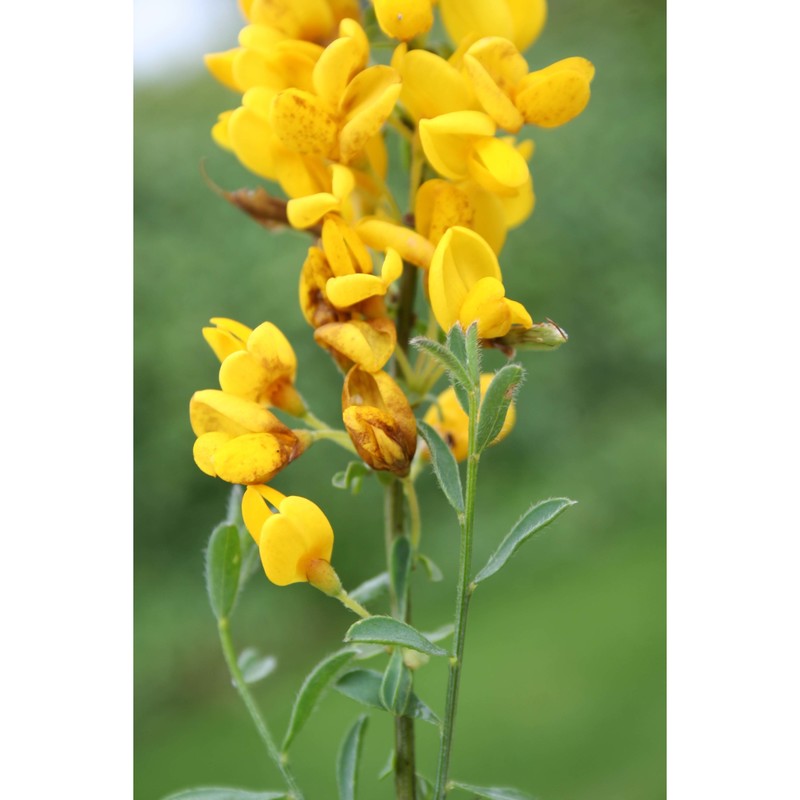 cytisus decumbens (durande) spach