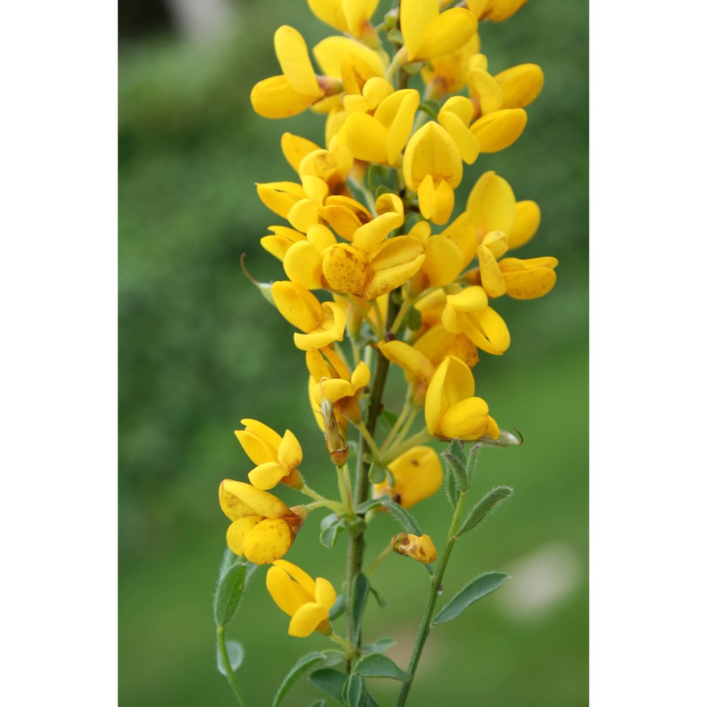 cytisus decumbens (durande) spach