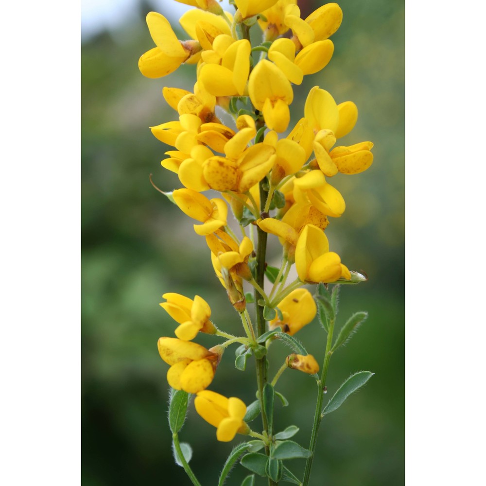 cytisus decumbens (durande) spach