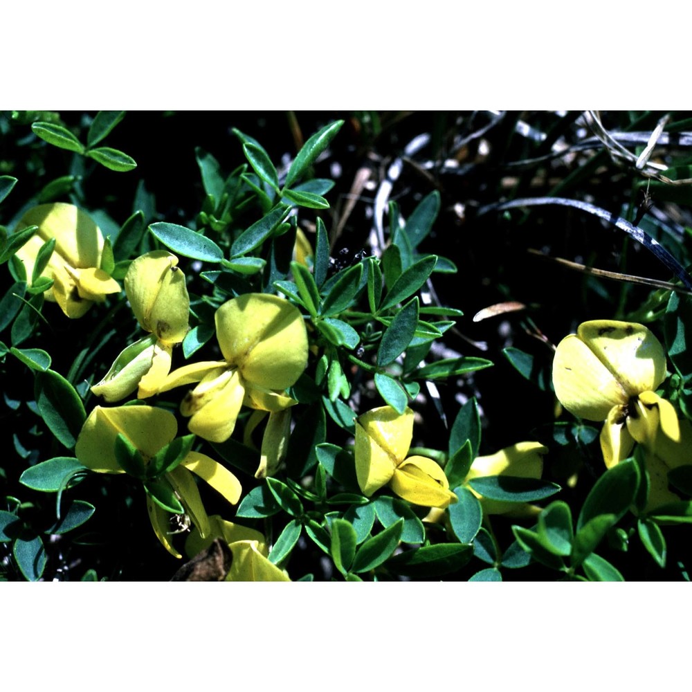 cytisus emeriflorus rchb.