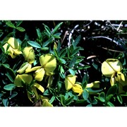 cytisus emeriflorus rchb.