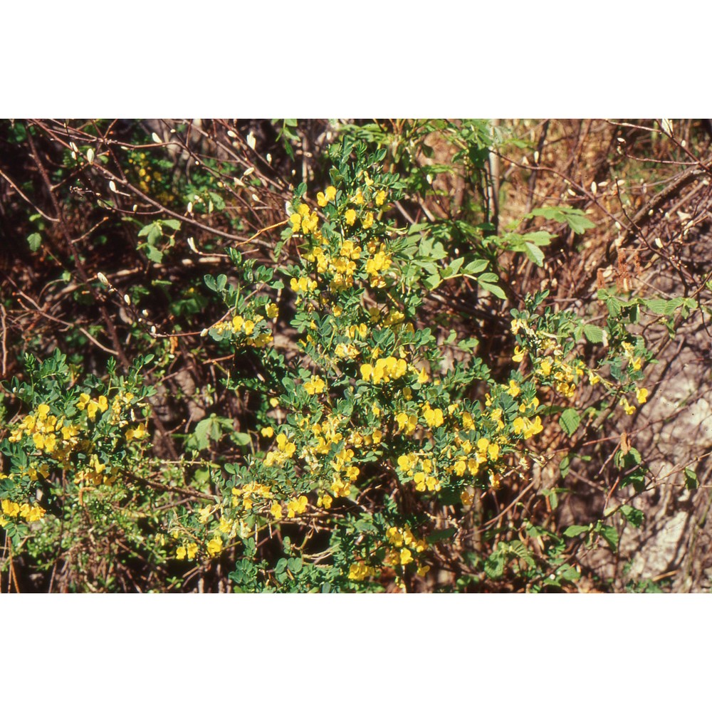 cytisus emeriflorus rchb.