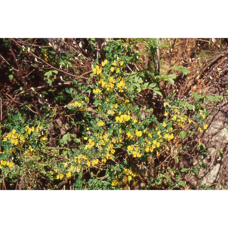 cytisus emeriflorus rchb.