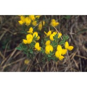 cytisus emeriflorus rchb.