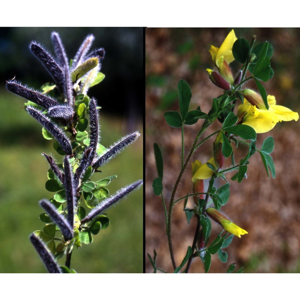 cytisus hirsutus l.