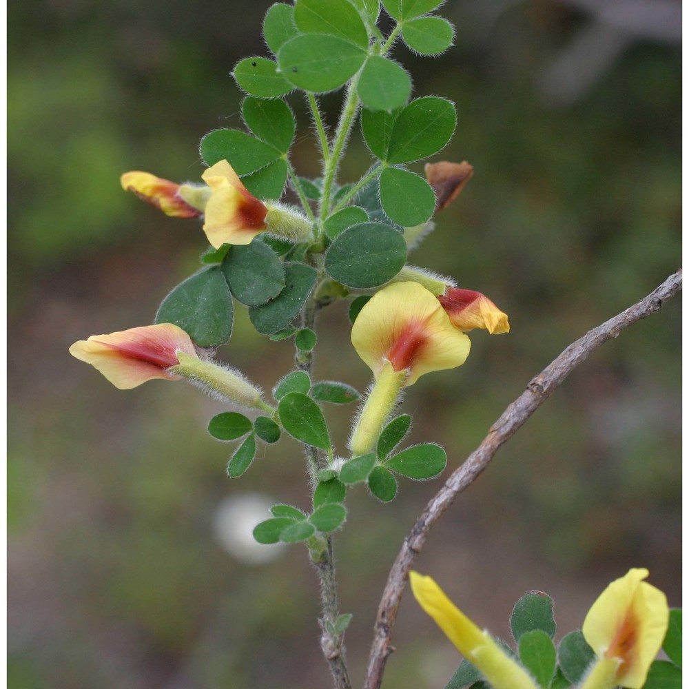 cytisus hirsutus l.