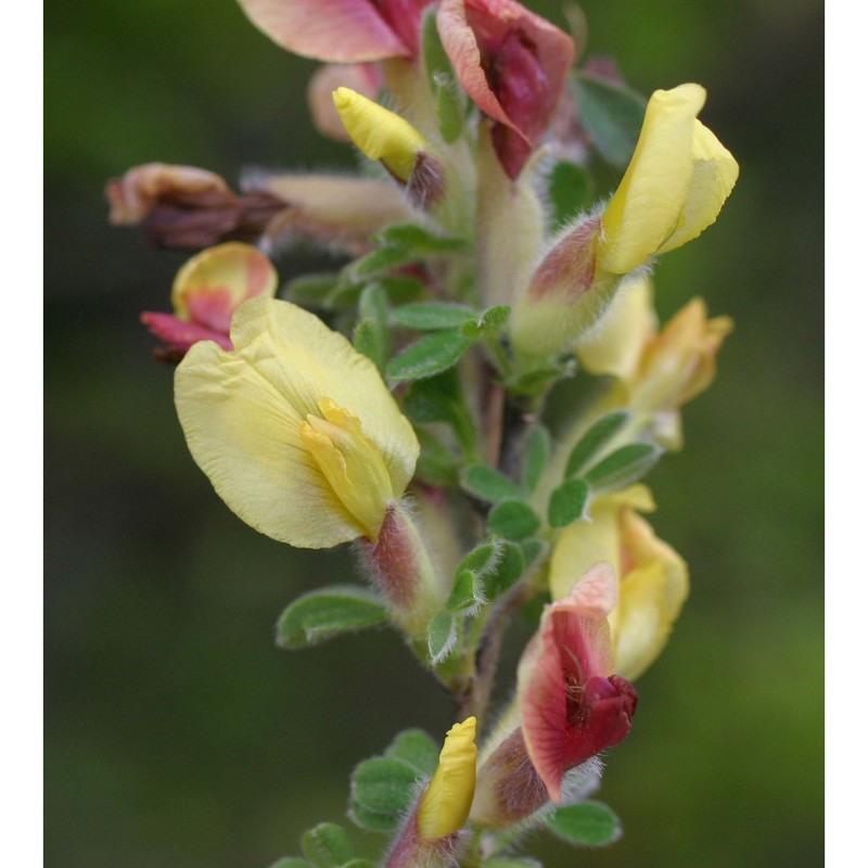 cytisus hirsutus l.