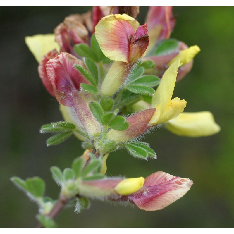 cytisus hirsutus l.