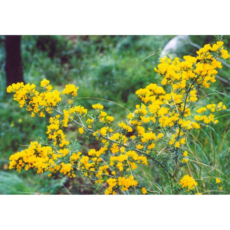 cytisus infestus (c. presl) guss.