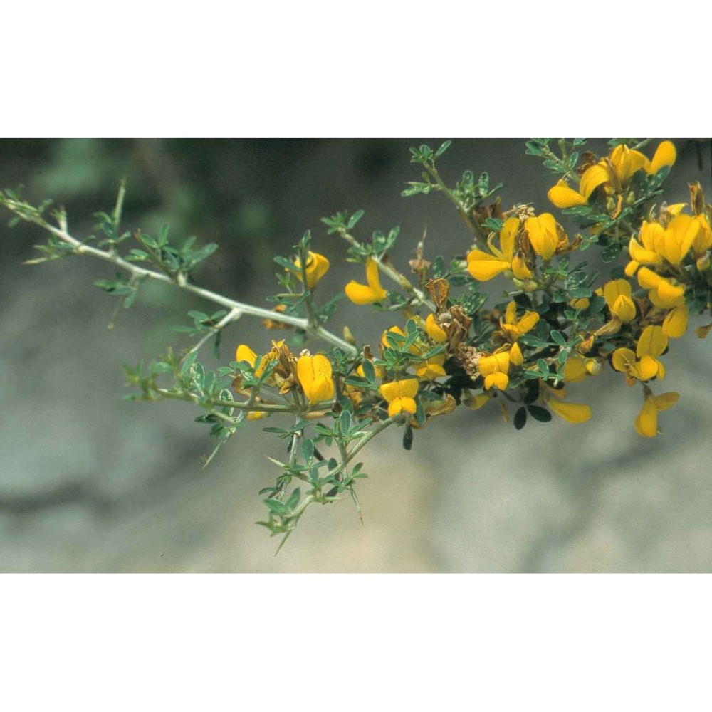 cytisus infestus (c. presl) guss.