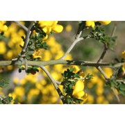 cytisus infestus (c. presl) guss.