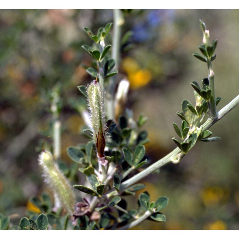 cytisus lanigerus (desf.) dc.