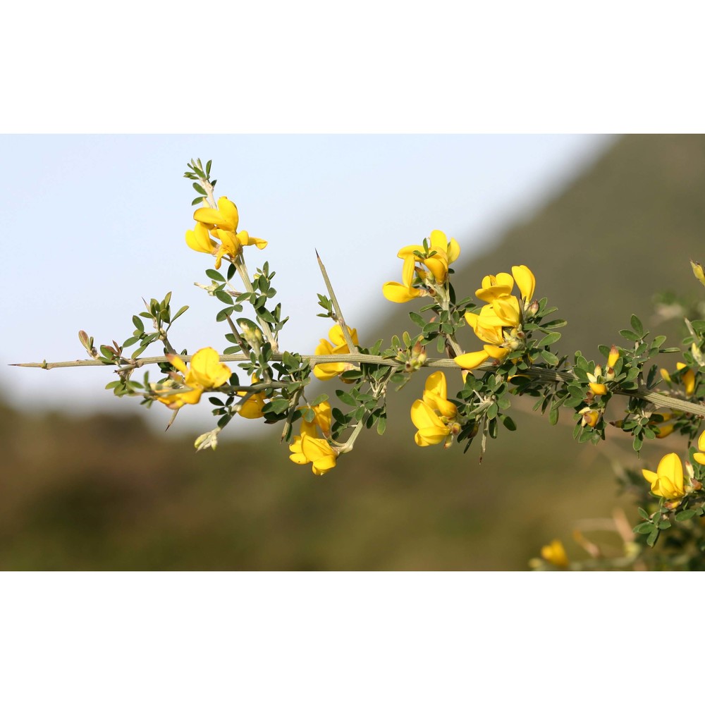 cytisus lanigerus (desf.) dc.