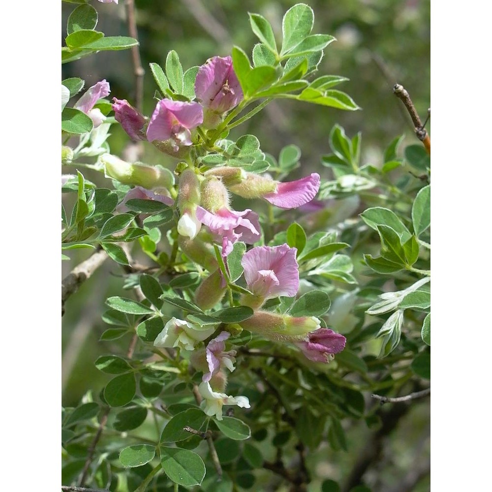 cytisus proteus zumagl.