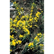 cytisus pseudoprocumbens markgr.