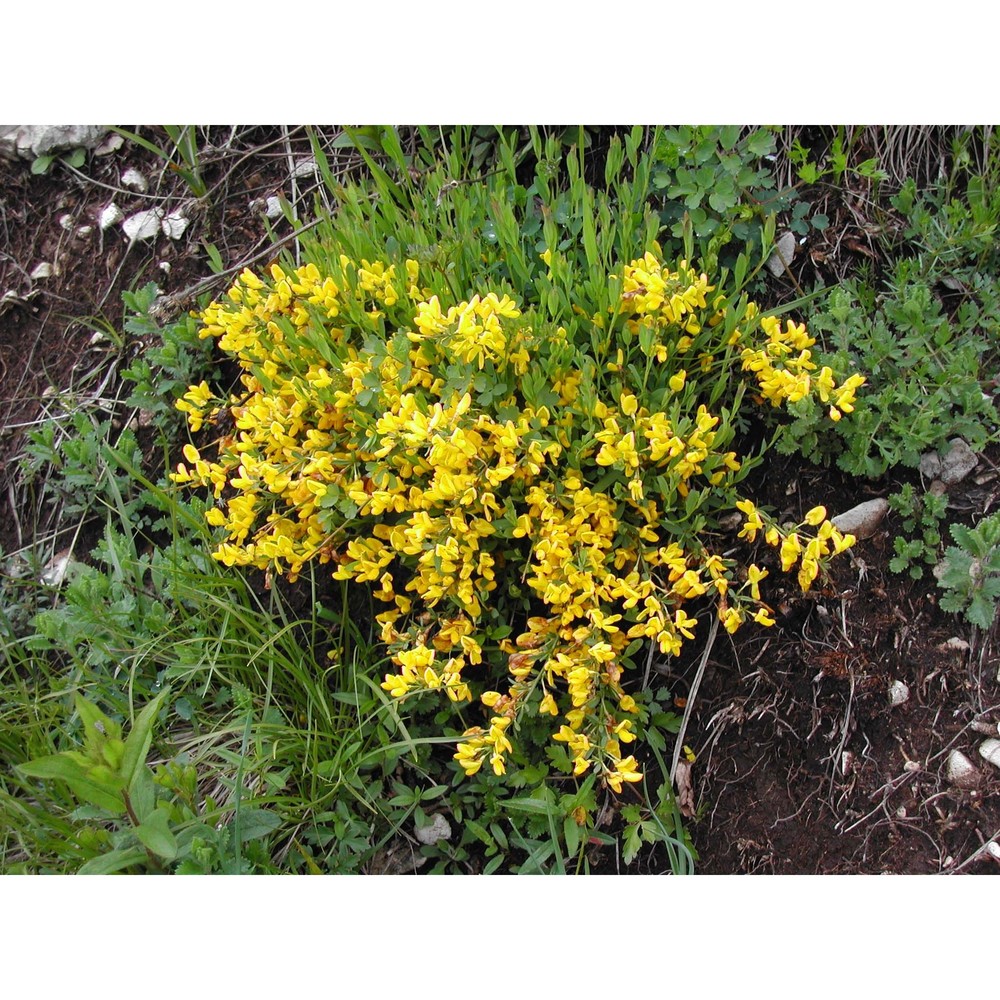 cytisus pseudoprocumbens markgr.