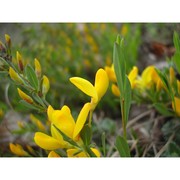 cytisus pseudoprocumbens markgr.