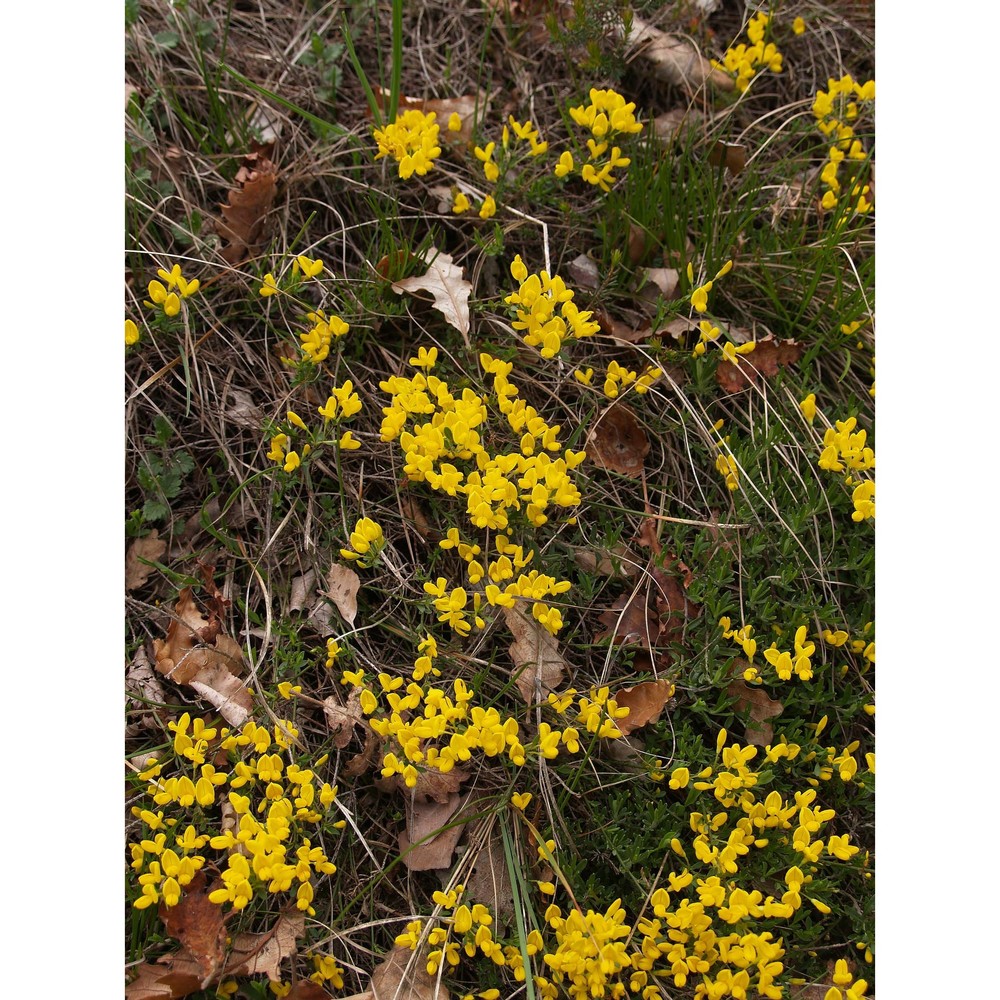 cytisus pseudoprocumbens markgr.