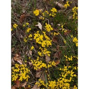 cytisus pseudoprocumbens markgr.