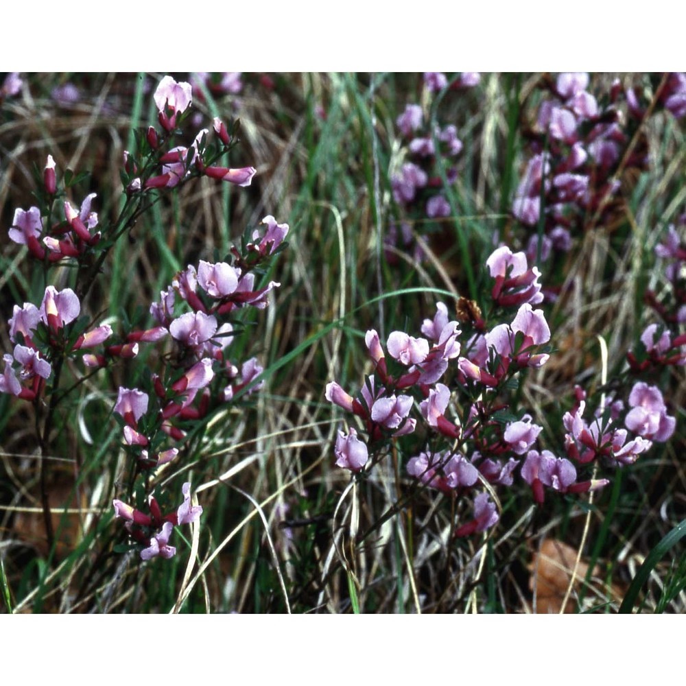 cytisus purpureus scop.