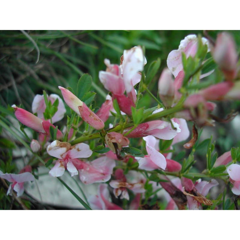 cytisus purpureus scop.