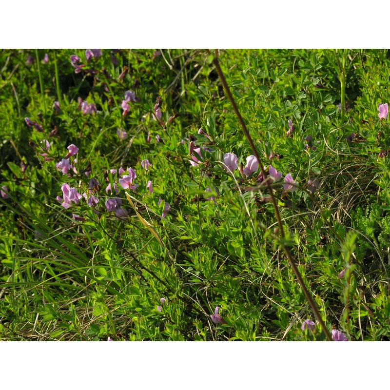 cytisus purpureus scop.