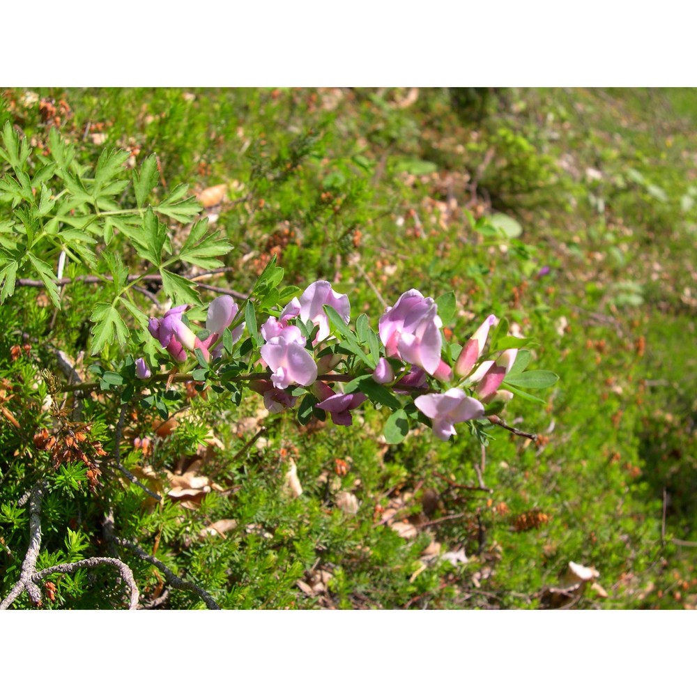 cytisus purpureus scop.