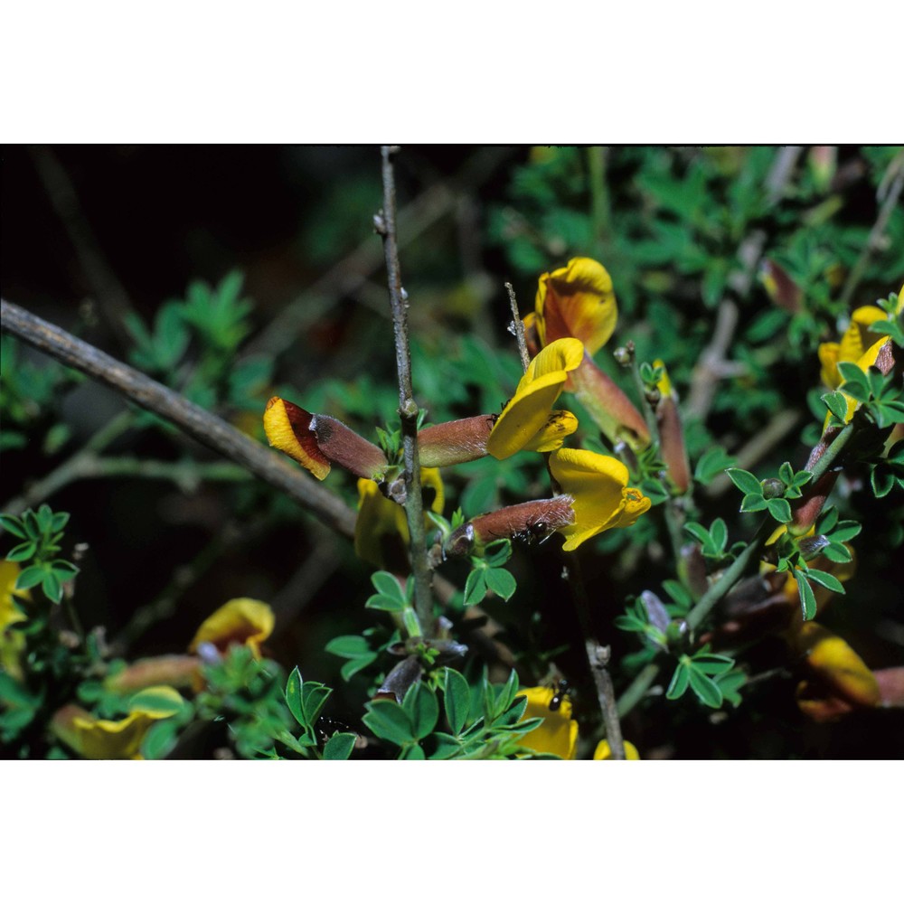 cytisus spinescens c. presl