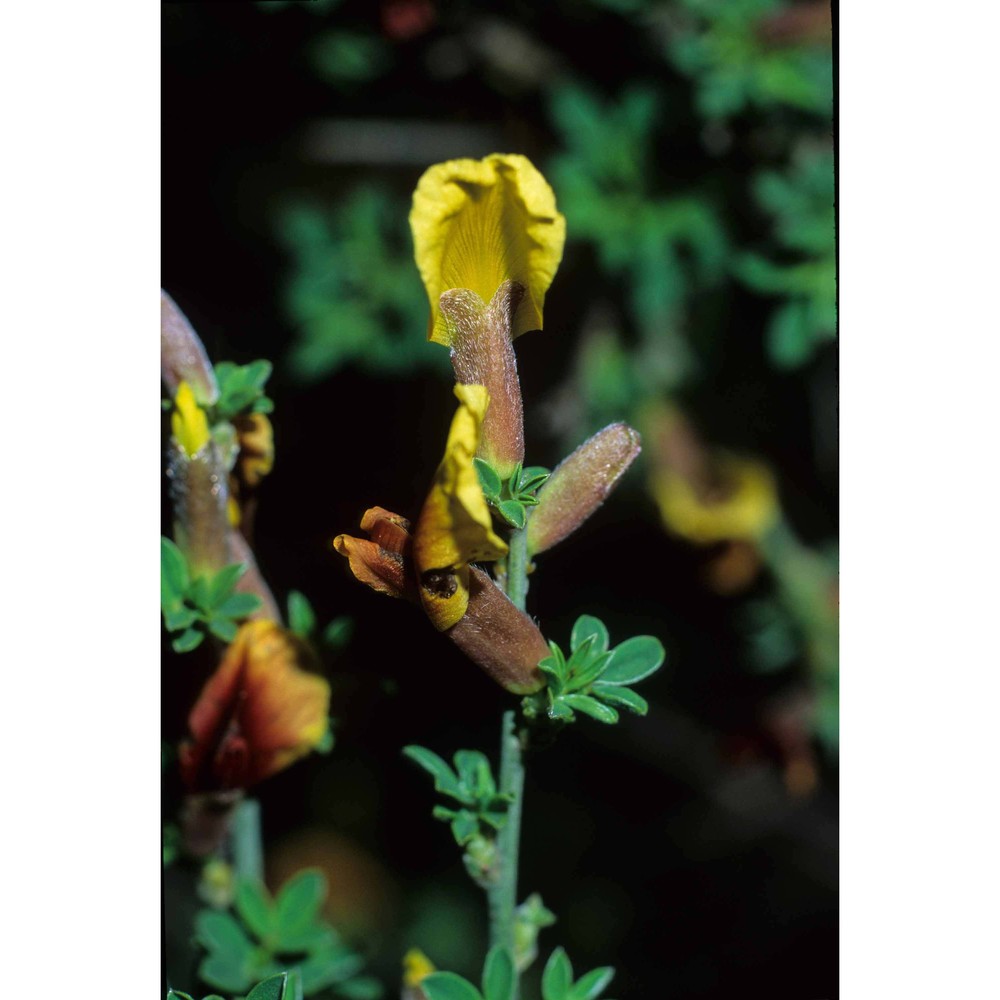 cytisus spinescens c. presl