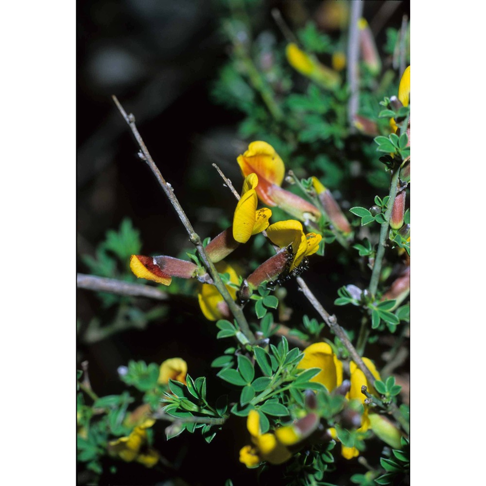 cytisus spinescens c. presl