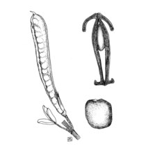 cytisus spinosus (l.) lam.