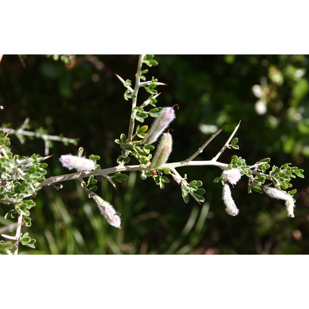 cytisus spinosus (l.) lam.